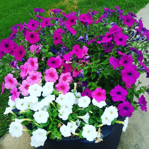 Meet your Posher, Marsha - Picture 4 of 8